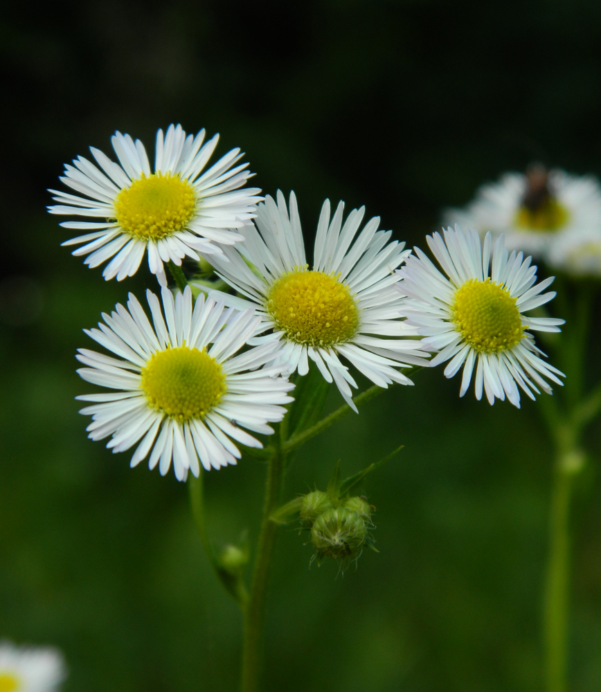 Image of Erigeron annuus specimen.