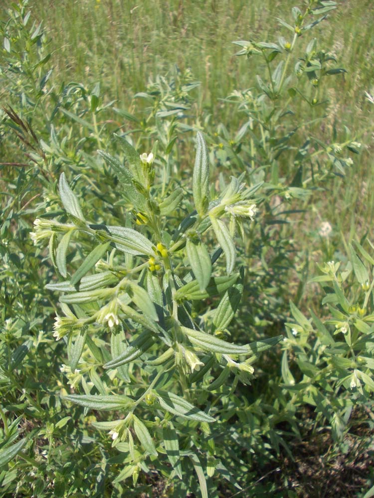 Image of Lithospermum officinale specimen.