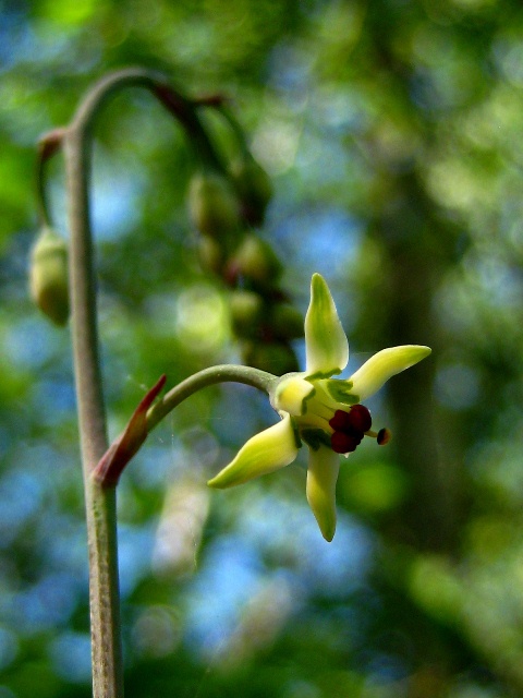 Image of Zigadenus sibiricus specimen.