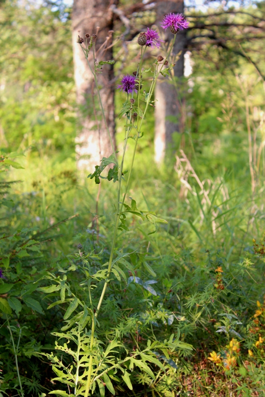 Изображение особи Centaurea scabiosa.