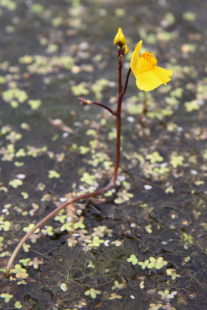 Image of Utricularia × neglecta specimen.