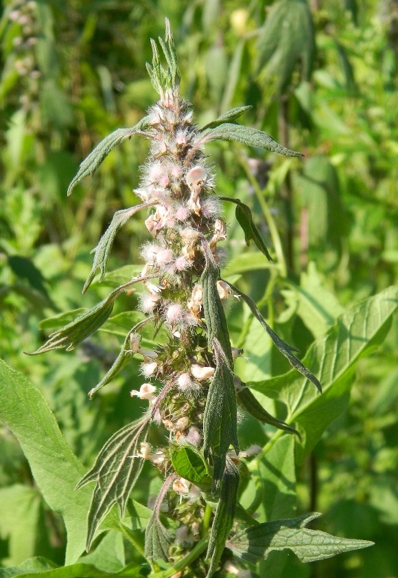 Image of Leonurus quinquelobatus specimen.