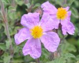 Cistus creticus