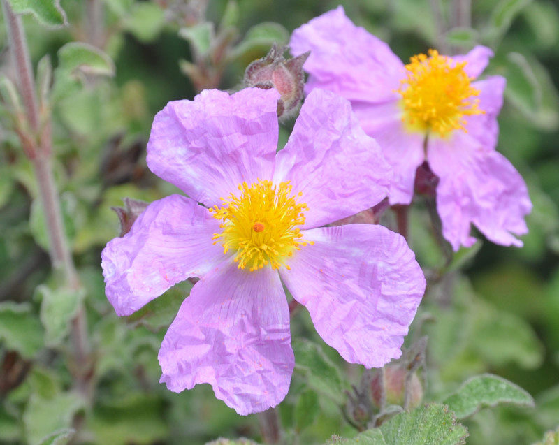 Изображение особи Cistus creticus.