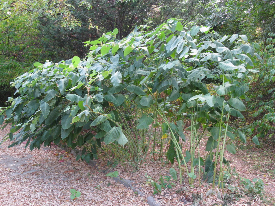 Изображение особи Reynoutria sachalinensis.