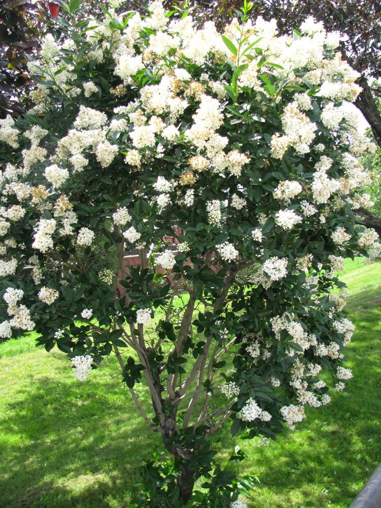 Image of Ligustrum vulgare specimen.
