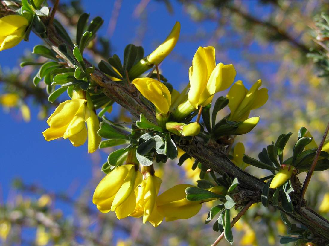 Изображение особи Caragana spinosa.