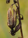 Epipactis palustris. Вскрывшийся зрелый плод. Ленинградская обл., Гатчинский р-н, окр. пос. Пудость, травяное болото на старом известняковом карьере. 09.09.2012.