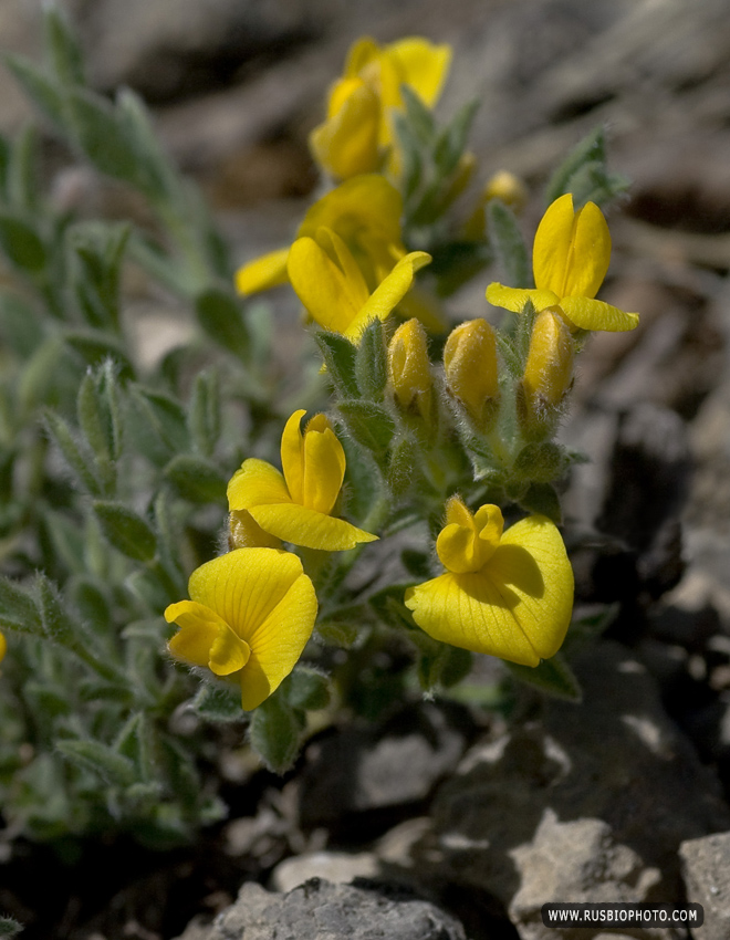 Изображение особи Genista albida.