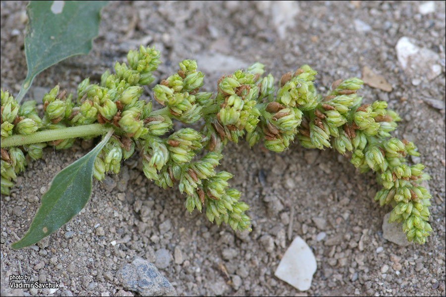 Image of Amaranthus deflexus specimen.