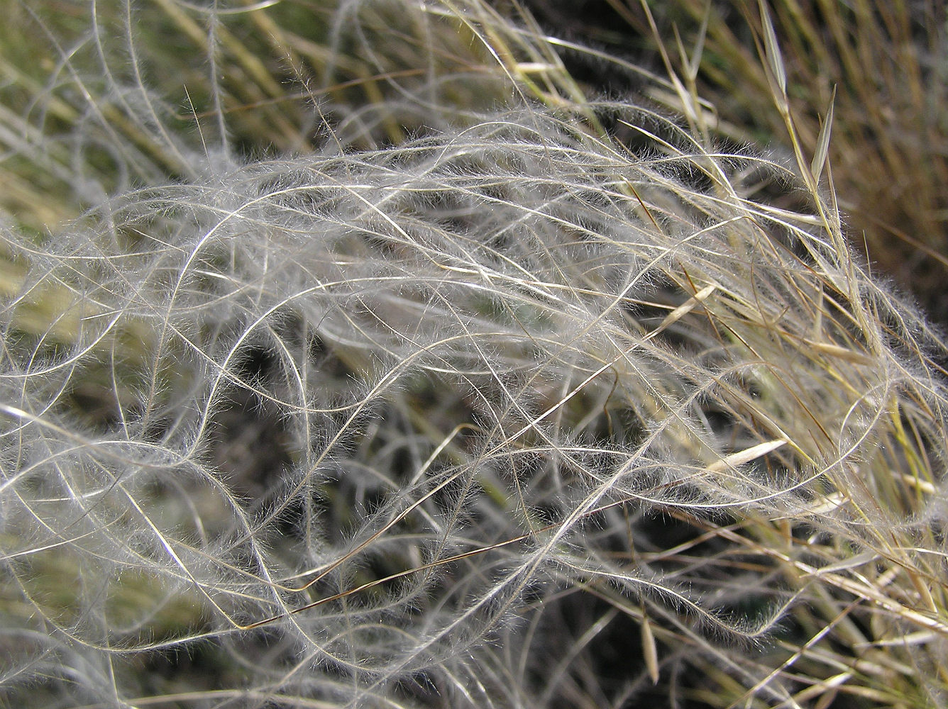 Изображение особи Stipa lessingiana.