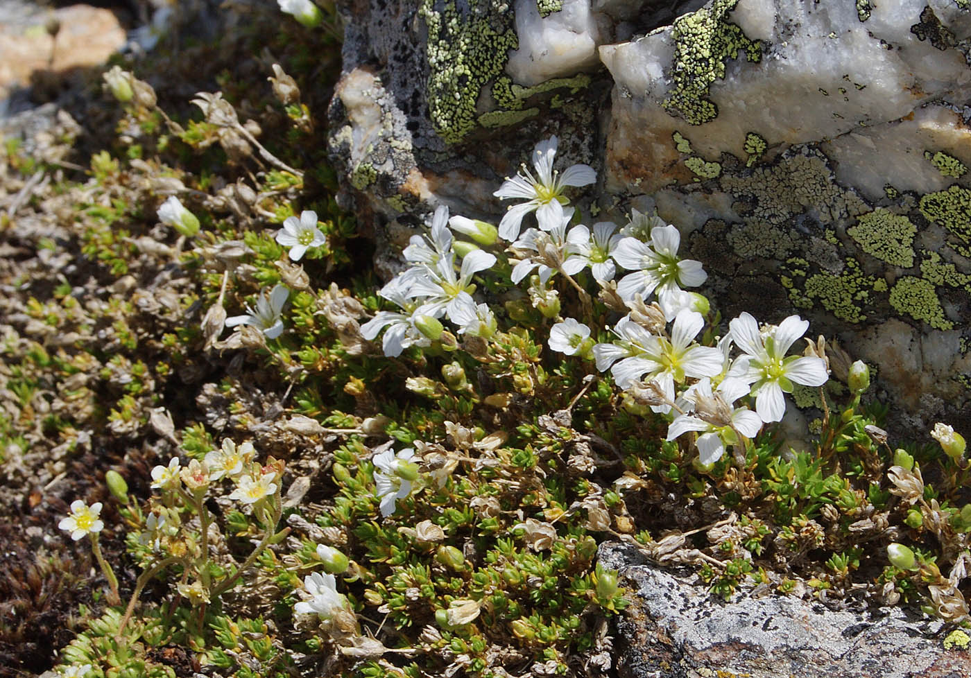 Image of Minuartia imbricata specimen.