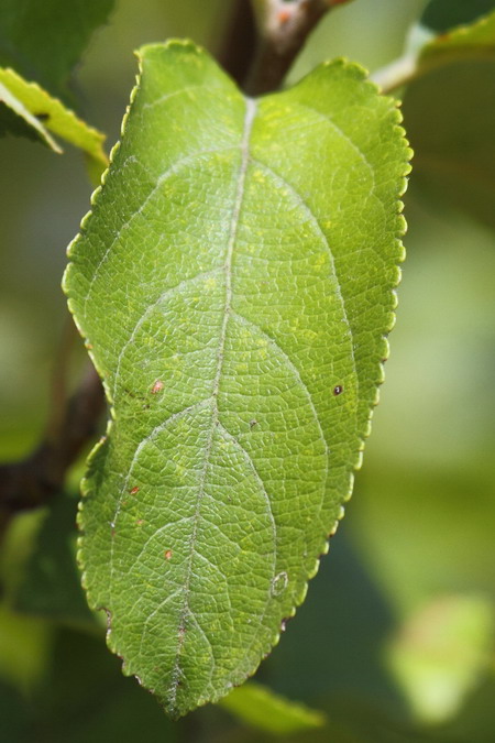 Изображение особи Malus sylvestris.