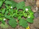 Nicandra physalodes. Побег с цветками и незрелыми плодами. Украина, Запорожье, ЦПКиО \"Дубовая роща\", на мусорной куче. 04.11.2012.