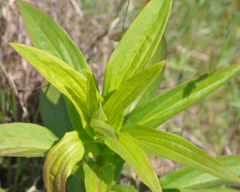 Image of Digitalis lanata specimen.