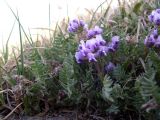 Oxytropis platysema