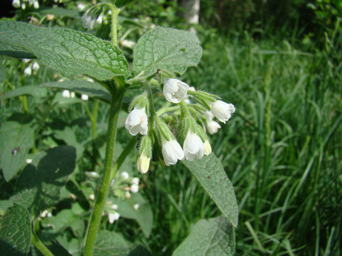 Image of Symphytum caucasicum specimen.