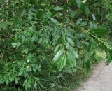 Salix myrsinifolia