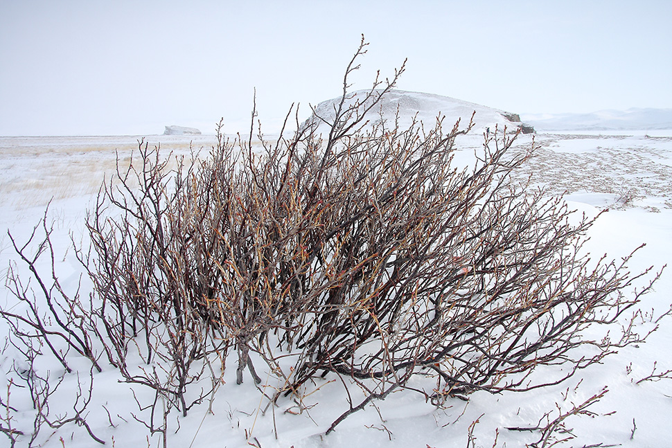 Image of Ribes nigrum specimen.