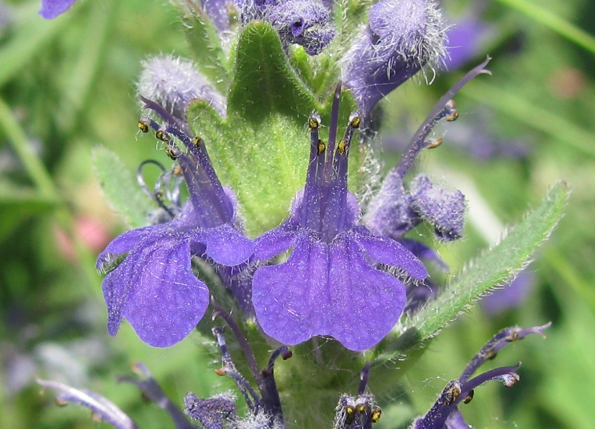 Image of Ajuga genevensis specimen.