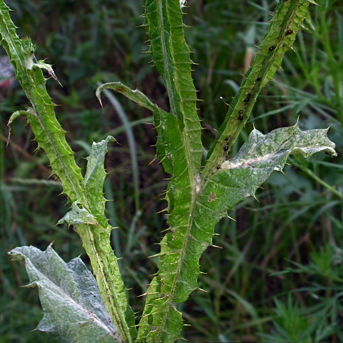 Image of Onopordum acanthium specimen.