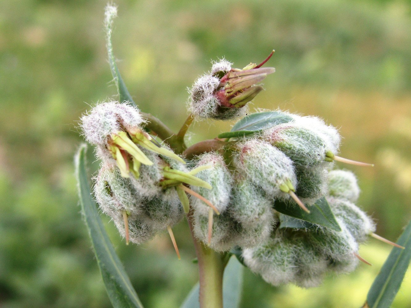 Изображение особи Rindera austroechinata.