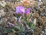 Oxytropis triphylla