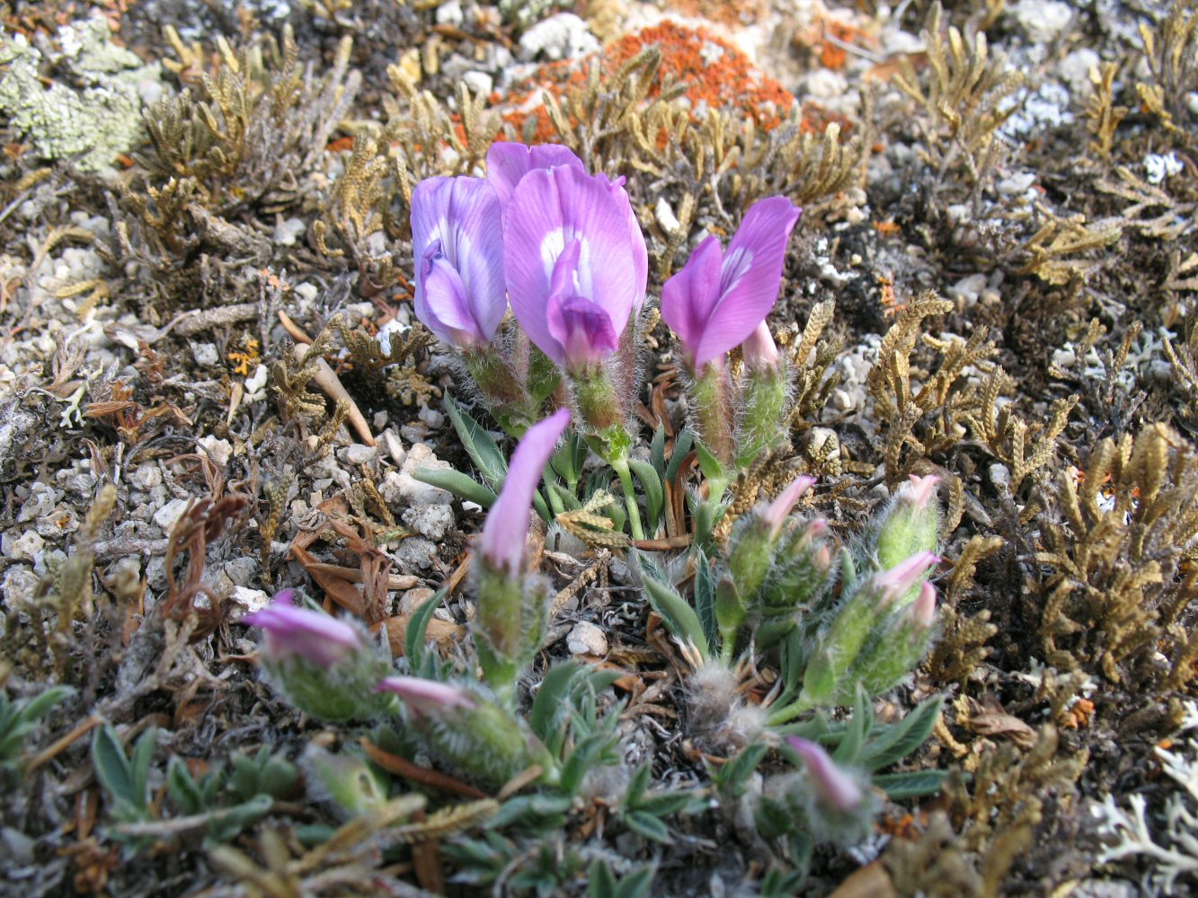 Изображение особи Oxytropis triphylla.