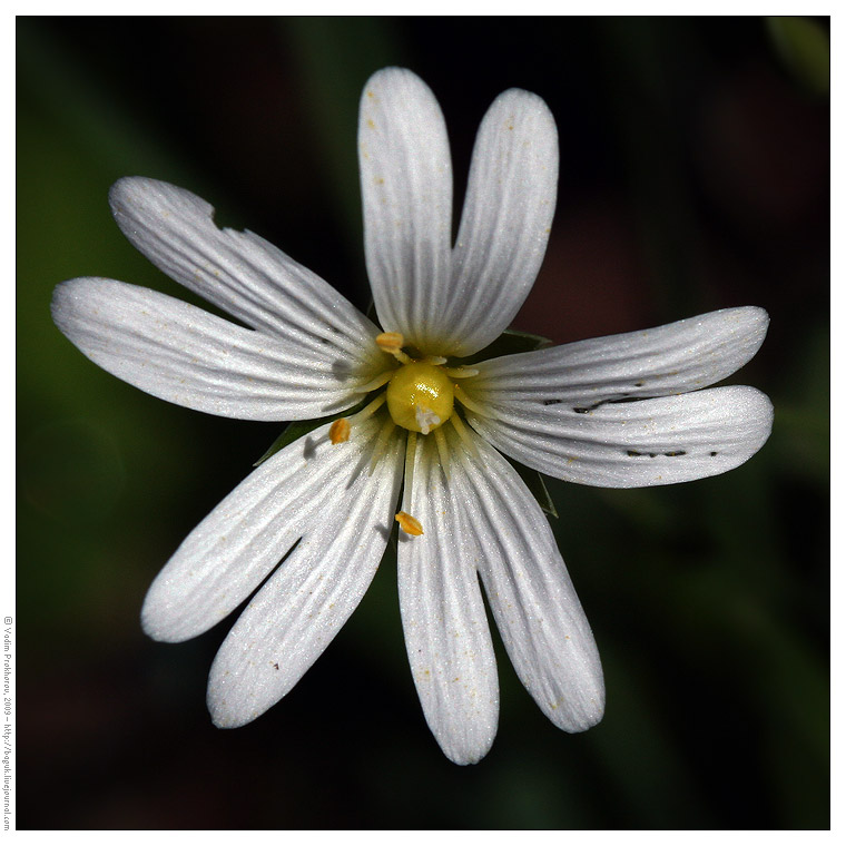 Image of Stellaria holostea specimen.