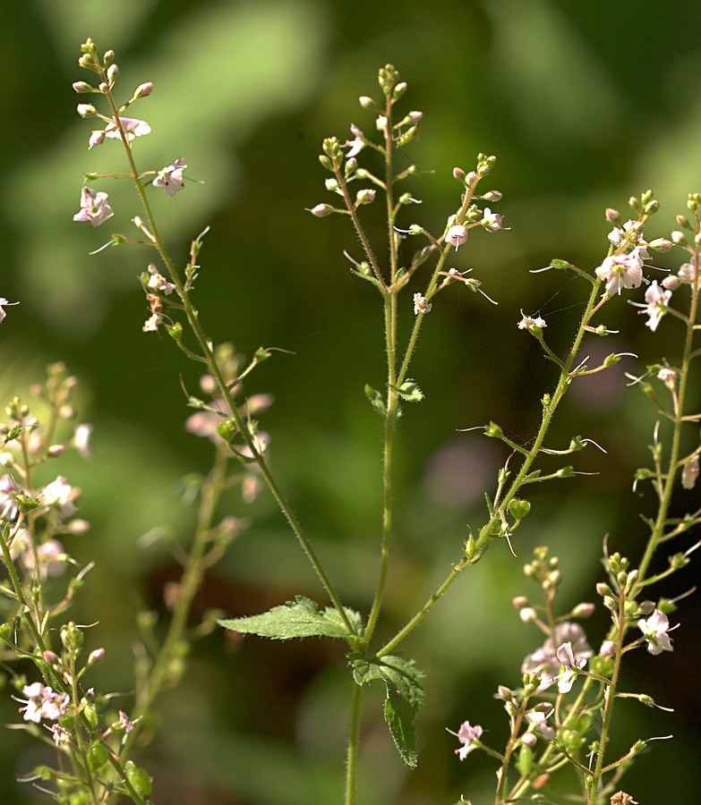 Image of Veronica urticifolia specimen.