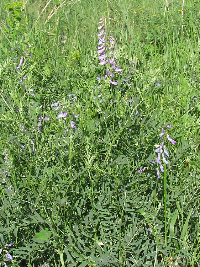 Изображение особи Vicia cracca.