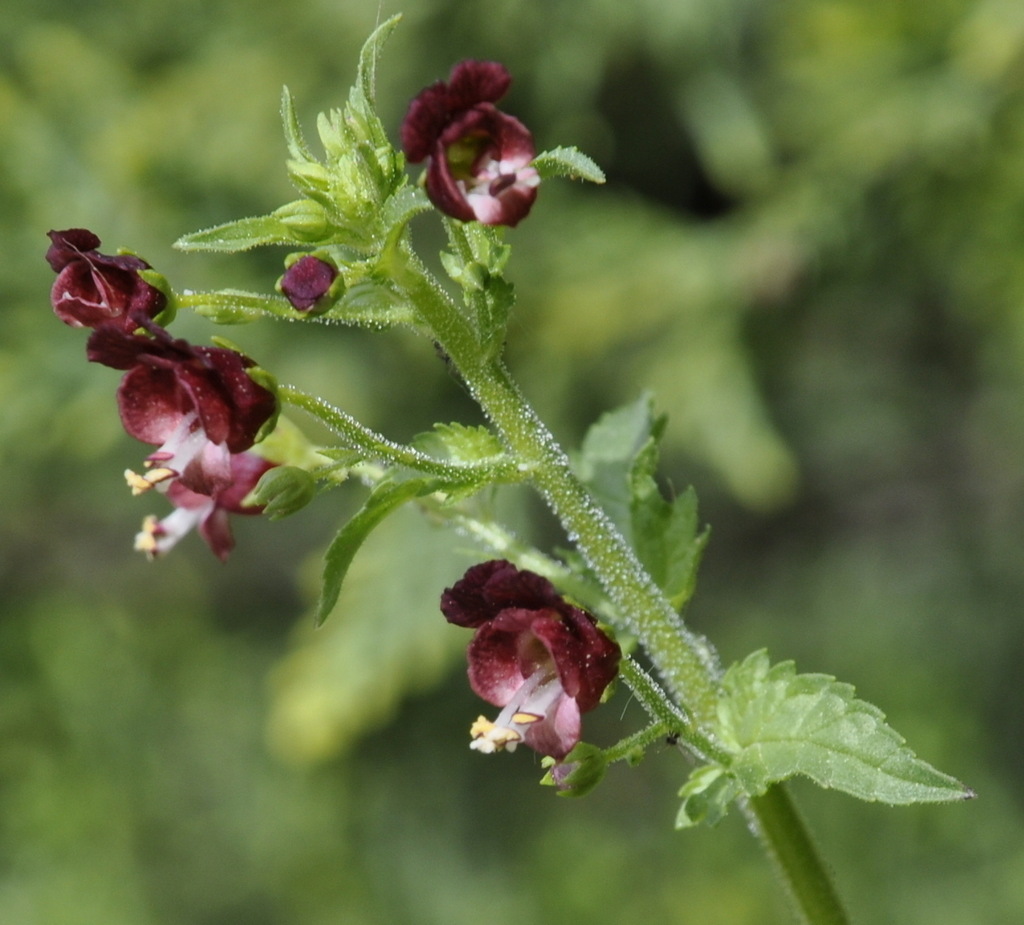 Image of Scrophularia peregrina specimen.