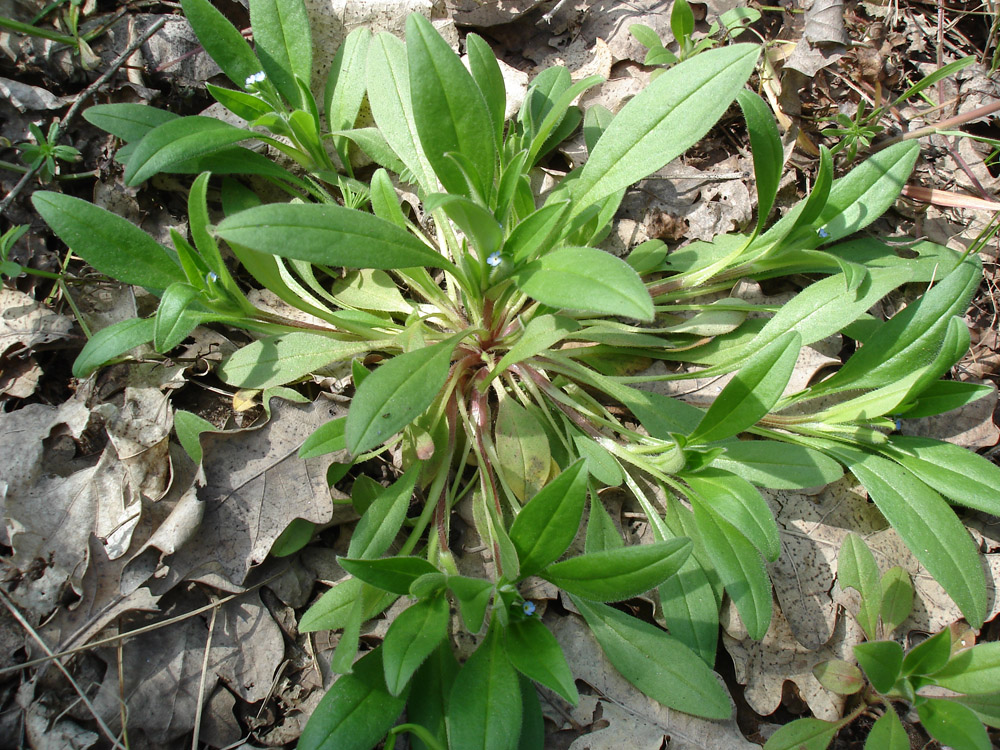 Image of Myosotis sparsiflora specimen.