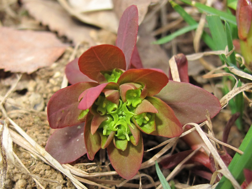 Изображение особи Euphorbia savaryi.