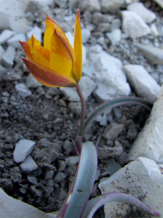 Image of Tulipa australis specimen.