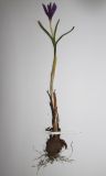 Bulbocodium versicolor