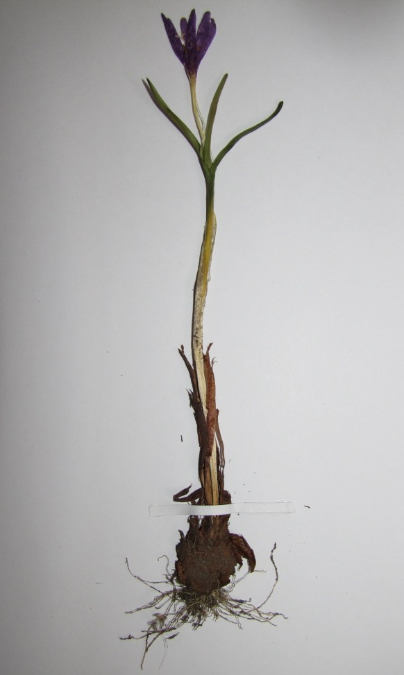 Image of Bulbocodium versicolor specimen.