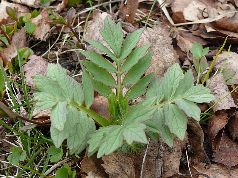 Изображение особи Valeriana sambucifolia.