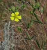 род Potentilla. Соцветие. Волгоградская обл., Калачёвский р-н, р. Большая Голубая. 22.05.2013.