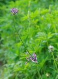 Allium rosenorum