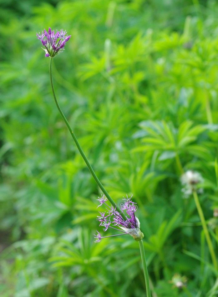 Image of Allium rosenorum specimen.