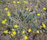 Achillea taurica