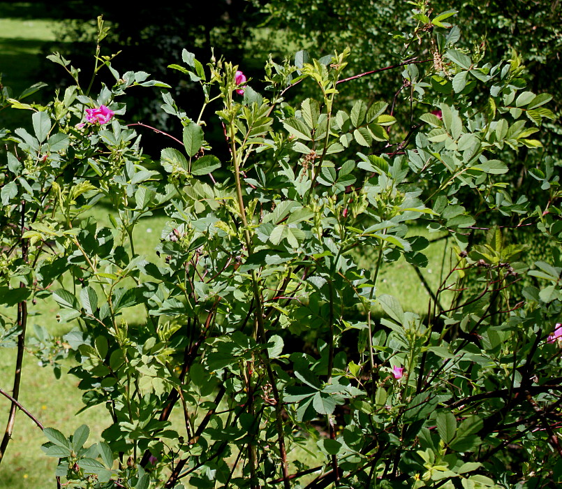 Изображение особи Rosa gymnocarpa.