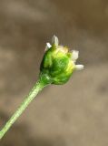Galinsoga parviflora. Соцветие. Крым, окр. с. Перевальное, отроги Долгоруковской яйлы, у дороги. 5 июля 2013 г.