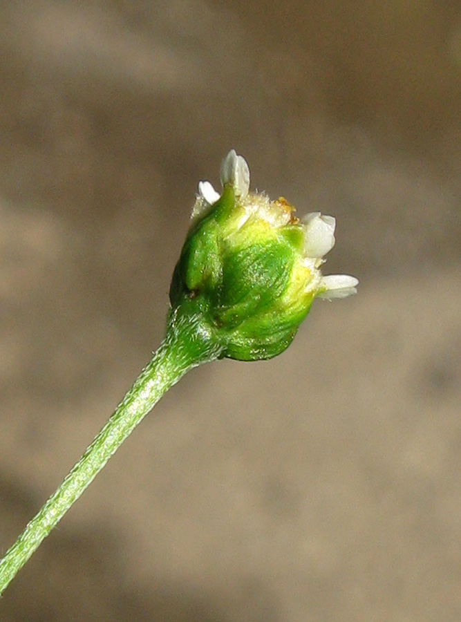 Image of Galinsoga parviflora specimen.