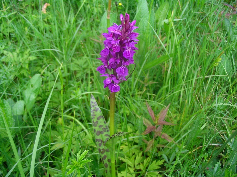 Image of Dactylorhiza majalis specimen.