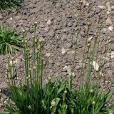 Armeria arenaria