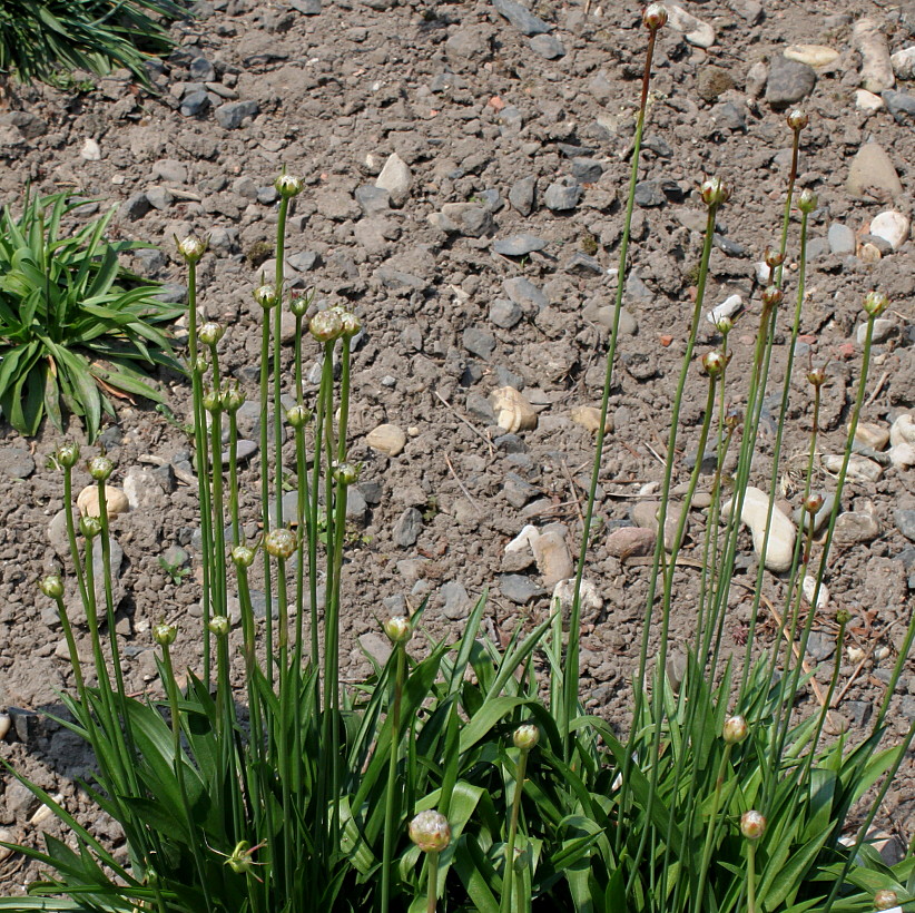 Изображение особи Armeria arenaria.