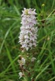 Dactylorhiza &times; kerneriorum