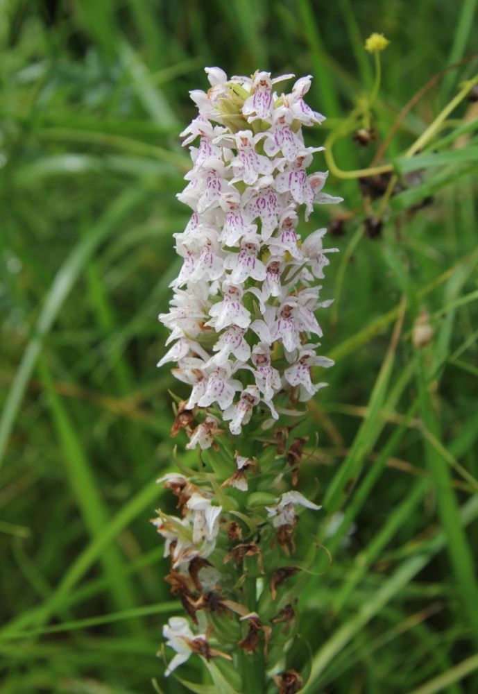 Image of Dactylorhiza × kerneriorum specimen.